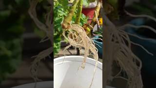 How to grow Geranium plant in waterGerenium flower plant propagation shorts gardening [upl. by Ahseiyt]