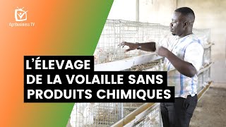 Burkina Faso  L’élevage de la volaille sans produits chimiques [upl. by Nylsaj]