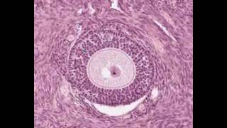 Shotgun Histology Ovary [upl. by Luelle]