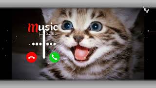 NEW PHONE RINGTONE 2024  NEW CUTE CAT SMS RINGTONE PHONE  mp3ringtonemotivation mp3ringtone [upl. by Av425]