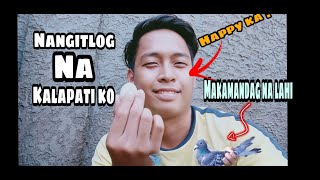 Meron akong pinakain sa kalapati ko para mabilis mangitlog  Vlog 6 [upl. by Zarla]