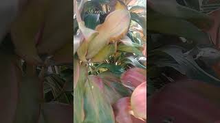 Ti plant Cordline fruticosa Asparagaceas nature relaxingsound shortvideo garden 😌 [upl. by Vyse]