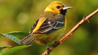 Orchard oriole bird call  song  sounds  Male First year [upl. by Lorelie903]