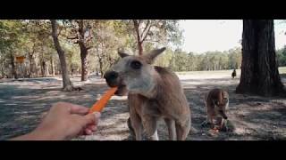 Nouvelle Zélande  Australie [upl. by Halehs]