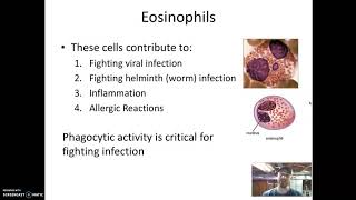Granulocytes [upl. by Aicnarf]
