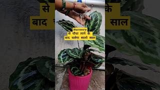 😱अब नहीं मरेगा पौधा नर्सरी से लाने के बाद✅ nursery gardeningtips homegardening plantsviralvideo [upl. by Ancell]