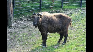 Mishmi Takin in Upper Siang Arunachal Pradesh [upl. by Anavoig]