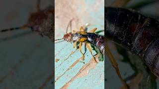 Earwigs how to identify these creepy pests  DoMyowncom [upl. by Eidroj]