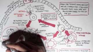 Part I  Mucosal Immunity [upl. by Tichon]