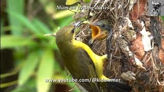 Little ORNATE SUNBIRD Chick all grown up amp ready to Fledge [upl. by Tecil999]