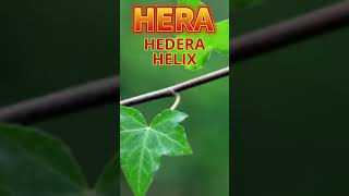 HERA HEDERA HELIX PLANTA SAGRADA E MEDICINAL plantaseflores plantasnaturais [upl. by Glavin663]