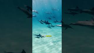 Why are SHARKS Afraid of Dolphins [upl. by Zanze149]