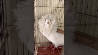 Fancy kabotar pakr liya😱 viralvideo birds pigeon foryou lovebirds mostviral fyp [upl. by Ivets]