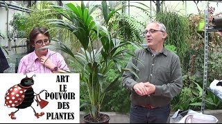 Conseil jardinage Entretien et arrosage du palmier kentia Howea Plante verte dintérieur [upl. by Tenner]