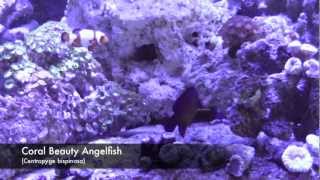 Coral Beauty Angelfish Centropyge bispinosa [upl. by Huskamp]