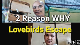 The Truth Behind Lovebirds Escape [upl. by Fenton]