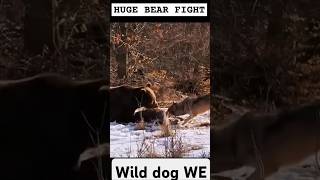 Wolf bear fightwild animalsnature wolf bear fighting [upl. by Nivan729]