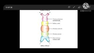 Development of Interventricular Septum VSDTOF [upl. by Yleoj504]