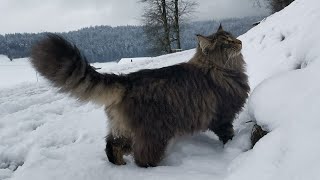 Norwegian Forest Cat A royal walk with Finn ASMR [upl. by Edyth]