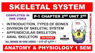 Skeletal System Complete  Division of Skeletal System  Bones  Axial  Appendicular  Ch2 U2 Hap [upl. by Greenwald]