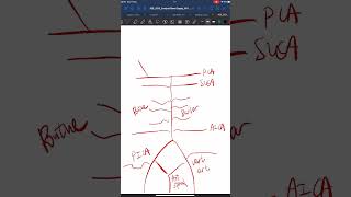 Arterial supply of the brain medical neuroanatomy learning bloodsupply studying [upl. by Franci]