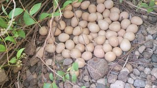 GUINEA FOWL EGGS GUINEA FOWL EGGS Characteristics [upl. by Petey]