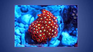 Colorful Taiwan Zoanthid Polyps [upl. by Violeta]