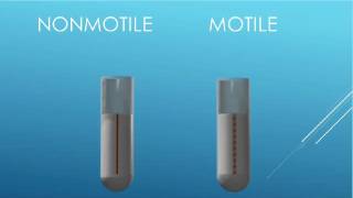 MICROBIOLOGY MOTILITY TEST amp AEROBES VS ANAEROBES [upl. by Anyer]