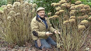 COMMENT TAILLER UN HORTENSIA ADULTE [upl. by Adnorahc]