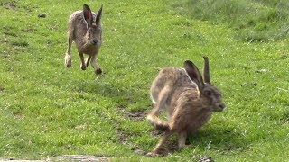 Brown Hares  Lepus Europaeus [upl. by Jeanna]