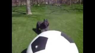 Bouvier des Flandres Herds Soccer Ball bouvierdesflandres bouvier herdingdog bouvierherding [upl. by Kilah]