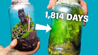 I Made a Free Terrarium 1814 Days Ago How Is It [upl. by Jariv995]