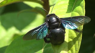 Carpenter bee Xylocopa documentary [upl. by Soane]