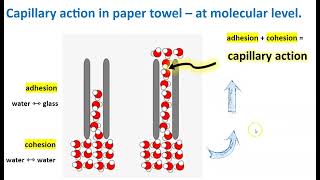 Capillary Action explained [upl. by Ruthe]