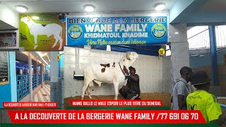 A LA DECOUVERTE DE LA BERGERIE WANE FAMILY KHIDMATOUL KHADIM DE MOHAMED WANE [upl. by Xyno]