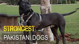 Five Strongest Dogs from Pakistan [upl. by Kolosick604]