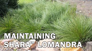 Maintaining Shara™ Lomandra [upl. by Dronski177]