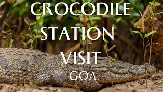 Goa Trip Crocodile and Bird Watching Goa Kamat Crocodile Station Off Beat Goa Goa beyond beaches [upl. by Gilletta]