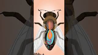 Pourquoi les Abeilles Meurentelles  abeilles science [upl. by Vincelette]