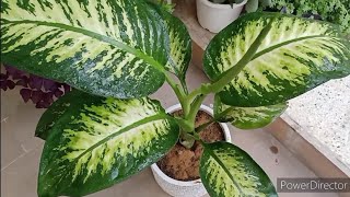 Dieffenbachia Care for beautiful indoor plant [upl. by Acnoib]