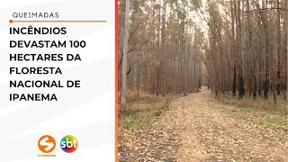 Incêndios devastam 100 hectares da Floresta Nacional de Ipanema  TV Sorocaba SBT [upl. by Retsae]