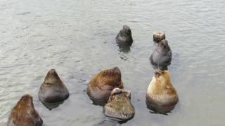 South American Sea Lion  Lobo marino común  ZuidAmerikaanse Zeeleeuw  Otaria flavescens [upl. by Akilat]