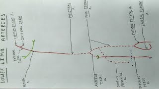 Lower Limb Arteries  Part 1  Femoral Popliteal Tibial Artery  TCML [upl. by Calvin]