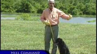 Ecollar Training Basic Obedience [upl. by Willet]