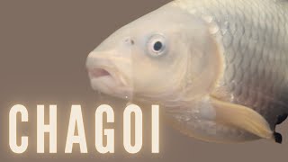 New Chagoi Koi and why every pond needs one [upl. by Dyrrej]