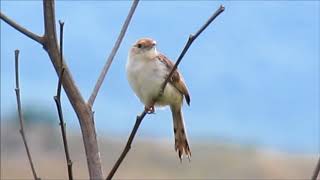 Wailing Cisticola calling [upl. by Vareck]