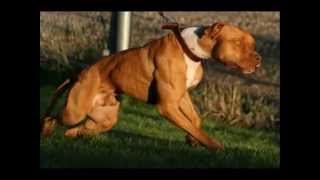 The Real American Pit Bull Terrier [upl. by Kcirtemed205]