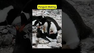 Gentoo Penguins Mating ❤️ shorts birds mating animals [upl. by Pineda]