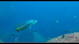 Taiwanee Reef Lake Malawi  African Cichlids  HD Underwater Footage [upl. by Corrine]