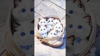 cat funny catlover animals viralvideo animaldance catdance [upl. by Konstance]